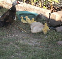 Corella Creek Country Farm Stay - QLD Tourism