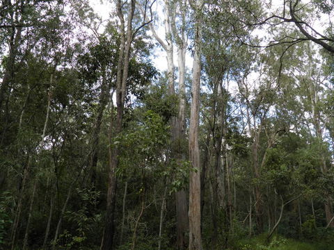Coucals Cottage - QLD Tourism 3