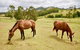Country Breeze Farm Stay - thumb 1