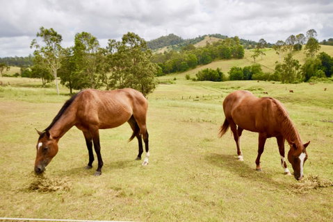 Country Breeze Farm Stay - QLD Tourism 1