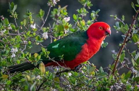 Country Paradise In The Gully - Queensland Tourism 2