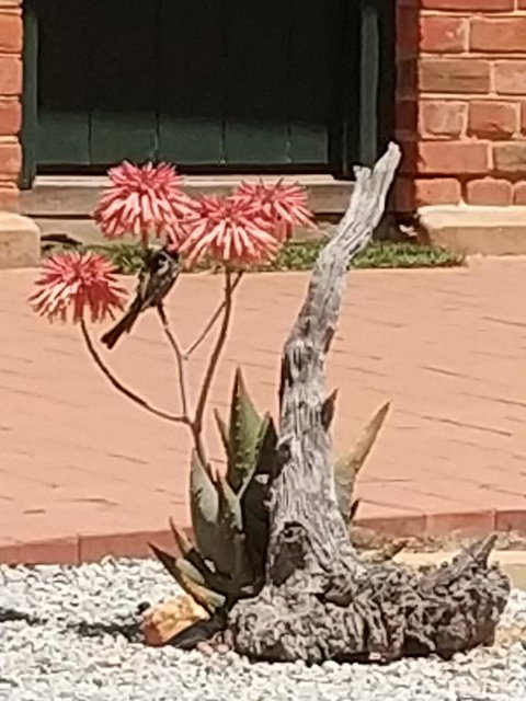 Courtyard Faversham House - QLD Tourism 1