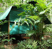 Daintree Crocodylus - Queensland Tourism