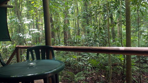 Daintree Crocodylus - Queensland Tourism 2