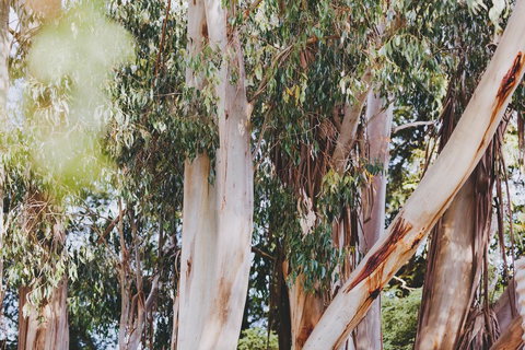 Dalblair Bed & Breakfast - QLD Tourism 2