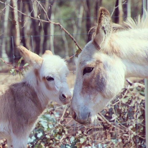 Donkey Tales Farm Cottages - QLD Tourism 3