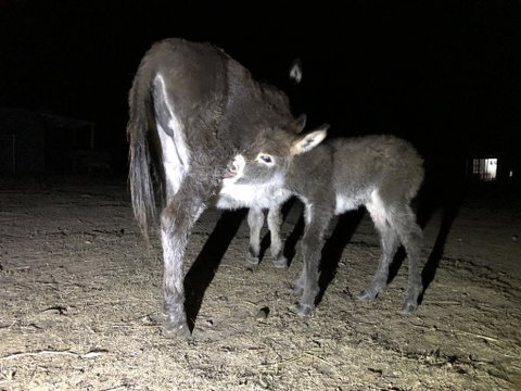 Donkey Tales Farm Cottages - QLD Tourism 0