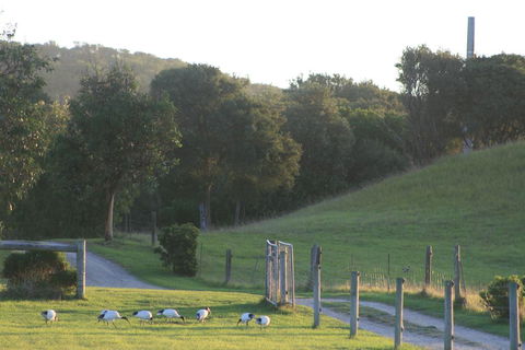 Driftwood Villas - Queensland Tourism 1