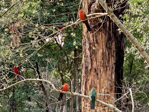 Emerald Star Cottages - Queensland Tourism 1