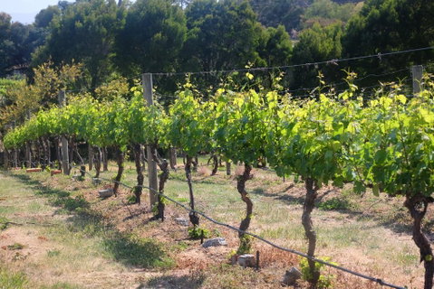 Every Man And His Dog Vineyard - QLD Tourism 2