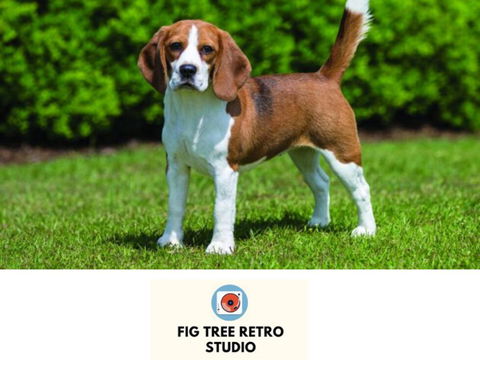 Fig Tree Retro Studio - QLD Tourism 0