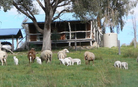 Gaddleen Grove Cottages - QLD Tourism 0