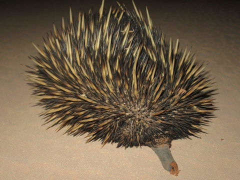Gnaraloo Station - Homestead - Queensland Tourism 3