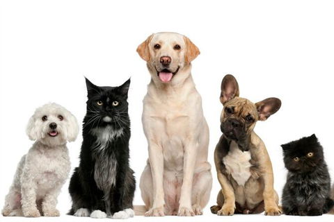 Golf Club Motor Inn Wingham - QLD Tourism 1