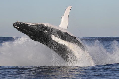 Green Cape Lightstation Cottages - Queensland Tourism 1