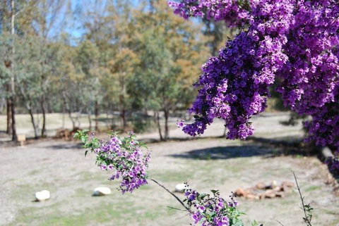 Gumleaves Bush Holidays - QLD Tourism 2