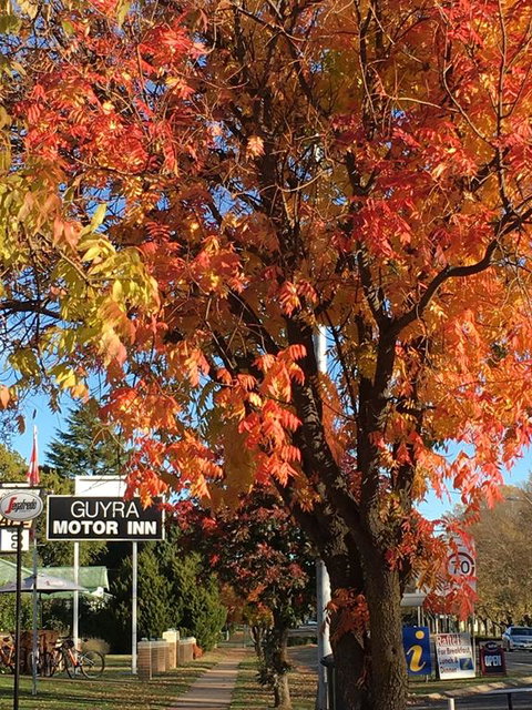 Guyra Motor Inn - QLD Tourism 3