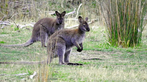 Kanyini - QLD Tourism 3