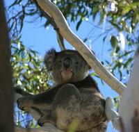 Levi Park Caravan Park - QLD Tourism