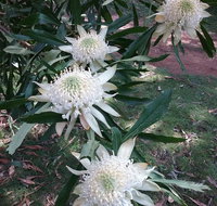 Lyrebird Gully Retreat - QLD Tourism
