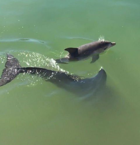 Mandurah Dolphin Escape - QLD Tourism 3