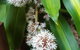 Murraya Exotica Place - thumb 1
