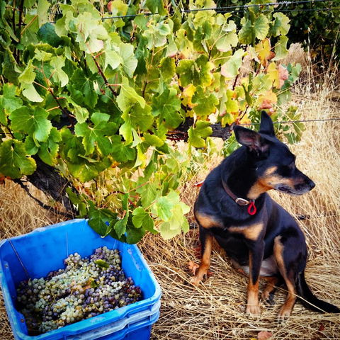 Hotham Ridge Estate - QLD Tourism 33