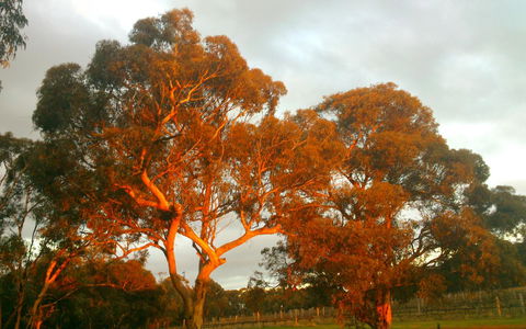 Hotham Ridge Estate - QLD Tourism 35