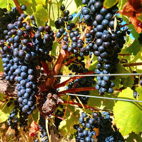 Hotham Ridge Estate - QLD Tourism 32