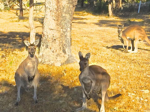 Sandpiper Retreat - Queensland Tourism 37
