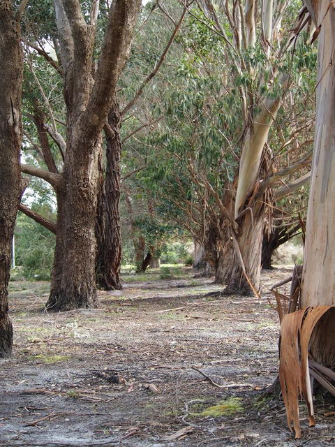 Riverside Retreat Chalets, Walpole - QLD Tourism 16