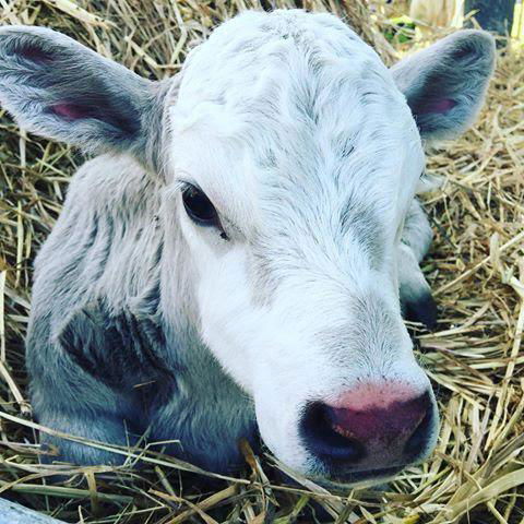 Kellers Bed And Breakfast - QLD Tourism 26