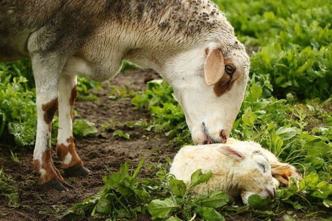 Kellers Bed And Breakfast - QLD Tourism 1