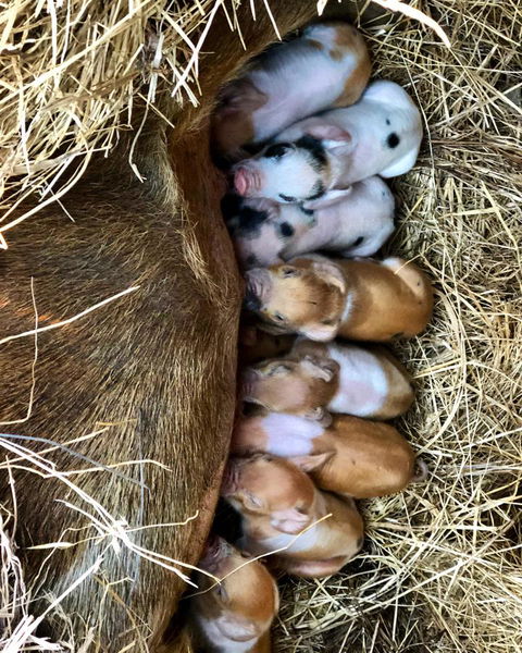 Kellers Bed And Breakfast - QLD Tourism 25