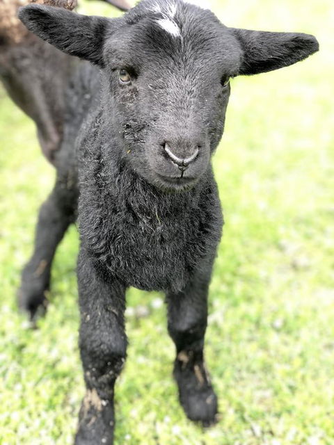 Kellers Bed And Breakfast - QLD Tourism 28