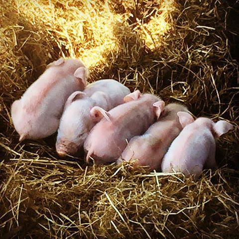 Kellers Bed And Breakfast - QLD Tourism 37