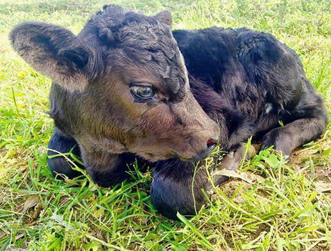 Kellers Bed And Breakfast - QLD Tourism 39