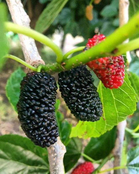 Kellers Bed And Breakfast - QLD Tourism 40