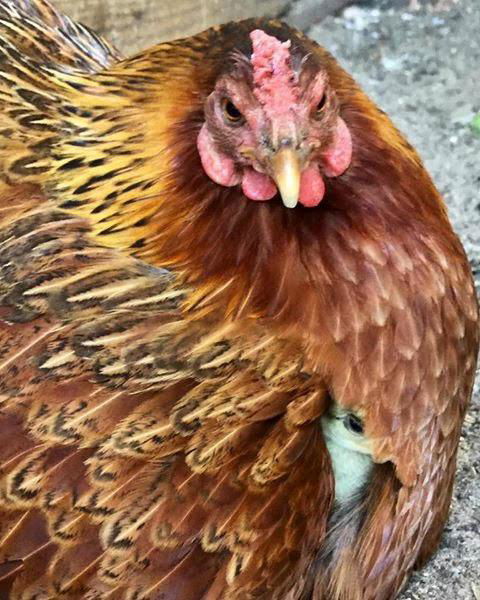 Kellers Bed And Breakfast - QLD Tourism 35