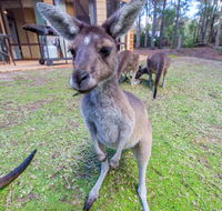 Yelverton Brook Eco Spa Retreat  Conservation Sanctuary - QLD Tourism