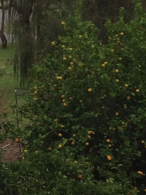 Bright & Beautiful Home On The Hills! - QLD Tourism 34