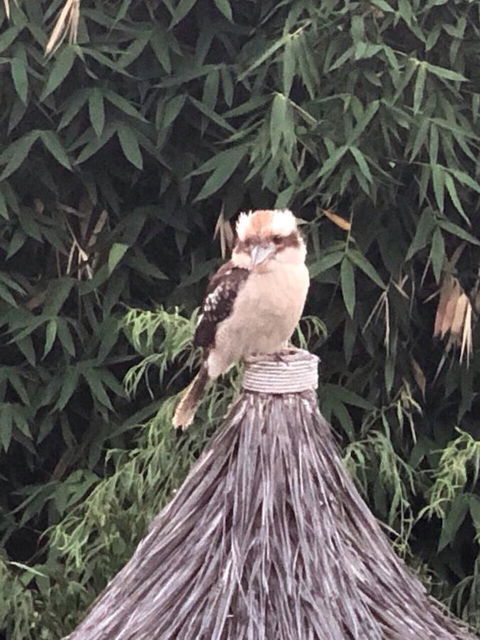 Bright & Beautiful Home On The Hills! - QLD Tourism 27