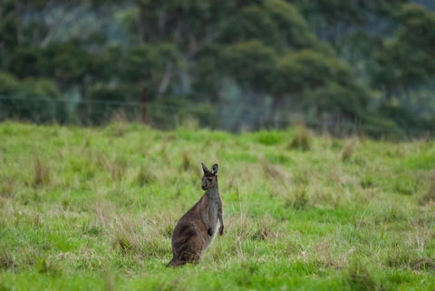 Celestine Retreat - QLD Tourism 16