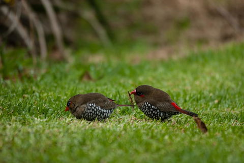 Celestine Retreat - QLD Tourism 12