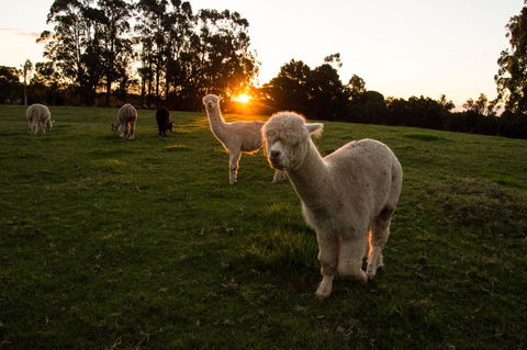 Celestine Retreat - QLD Tourism 2