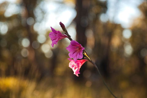 Amaroo Retreat & Spa - Queensland Tourism 14