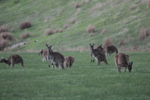 The Farmhouse - QLD Tourism 14