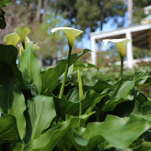 Two Sisters Chalets - QLD Tourism 32