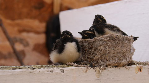 Daisy Cottage - QLD Tourism 27