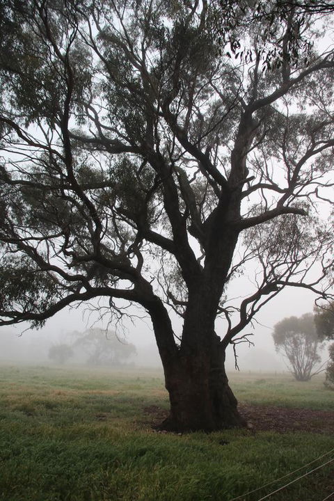 Daisy Cottage - QLD Tourism 23